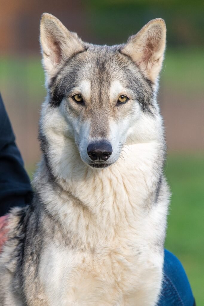 chien-loup de saarloos