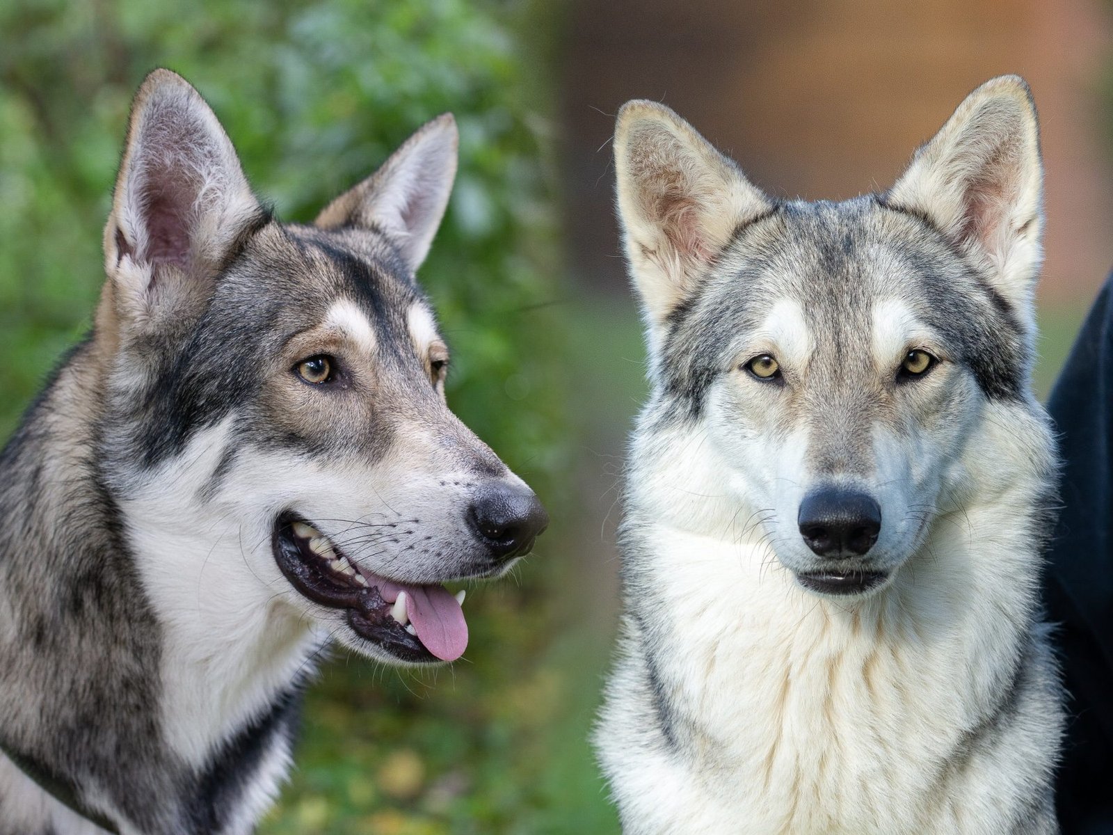 Portée Khalibisnya Maginwulf – 2022