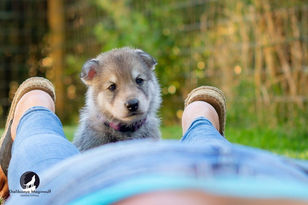 Un chiot chien-loup de Saarloos regarde avec attention l'objectif de l'appareil photo.