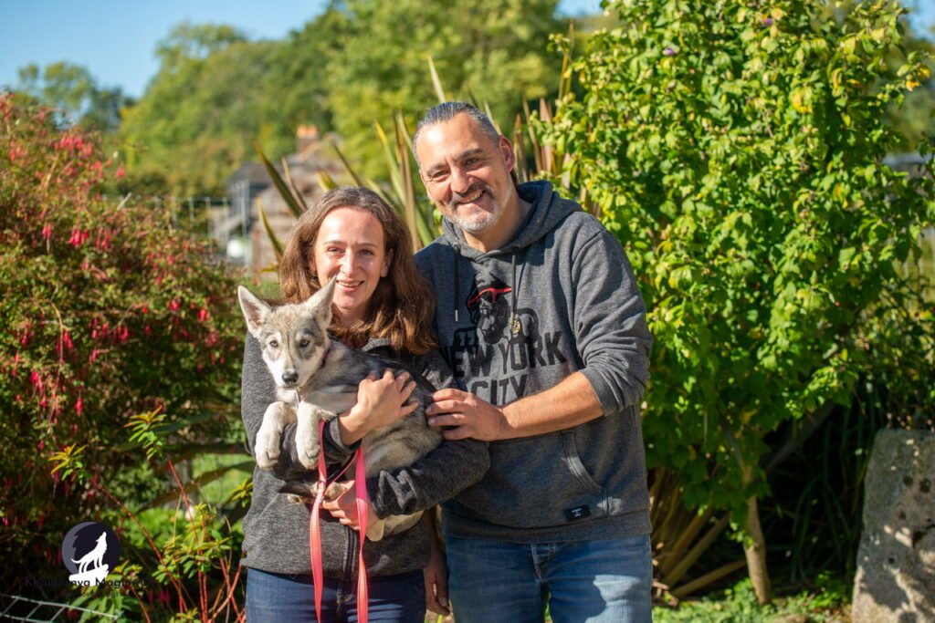 chiens-loups de Saarloos Khalibisnya Maginwulf