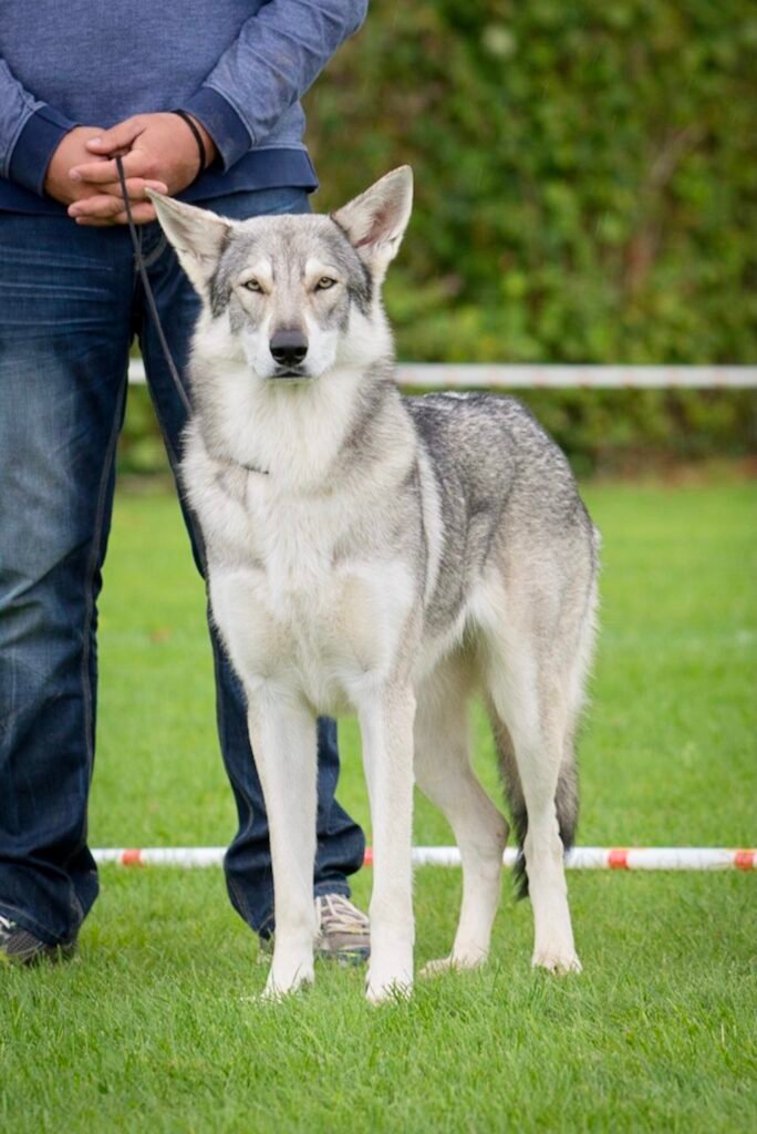 Just the Khaleesi de Luna Canis Lupus