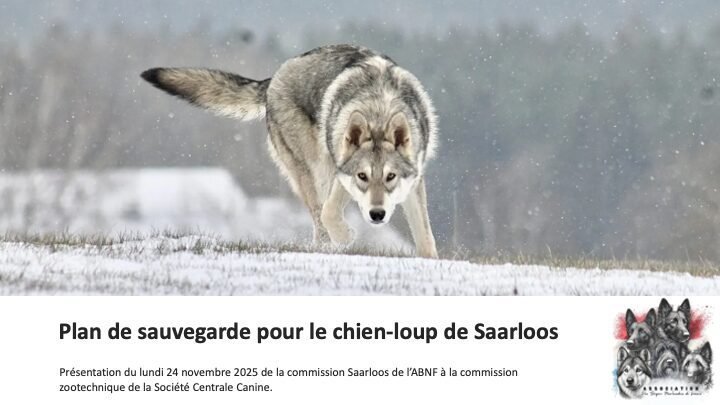 Couverture du dossier de présentation du programme outcross du chien-loup de Saarloos à la Société Centrale Canine (SCC)