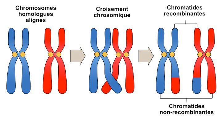 Déséquilibre de liaison