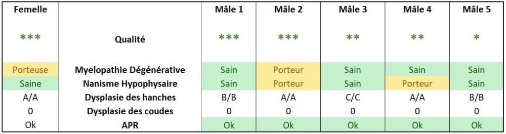 Résultats des dépistages des maladies héréditaires du chien-loup de Saarloos au moyen des tests de santé disponibles