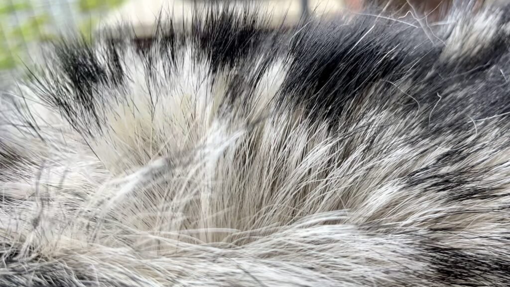 Poil agouti du chien-loup de saarloos