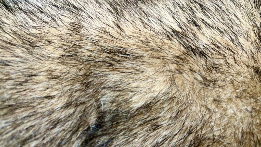 Poil agouti du chien-loup de Saarloos