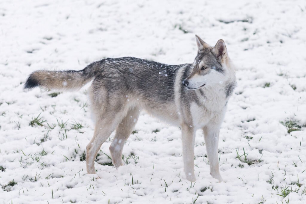 Chien-loup de Saarloos dans la neige