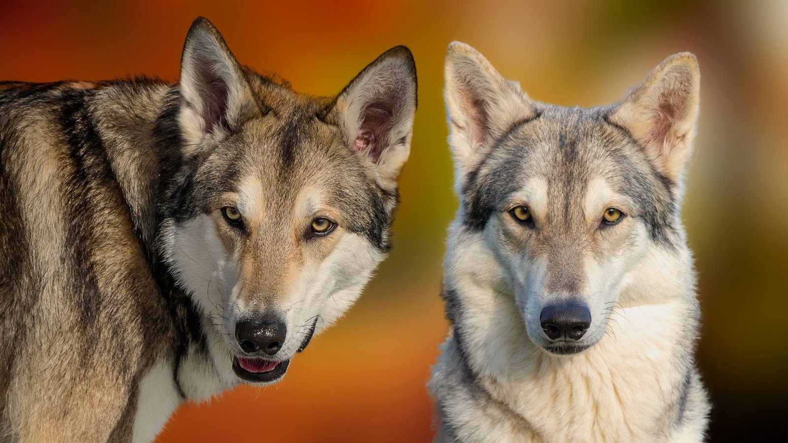 Portée Khalibisnya Maginwulf – 2023