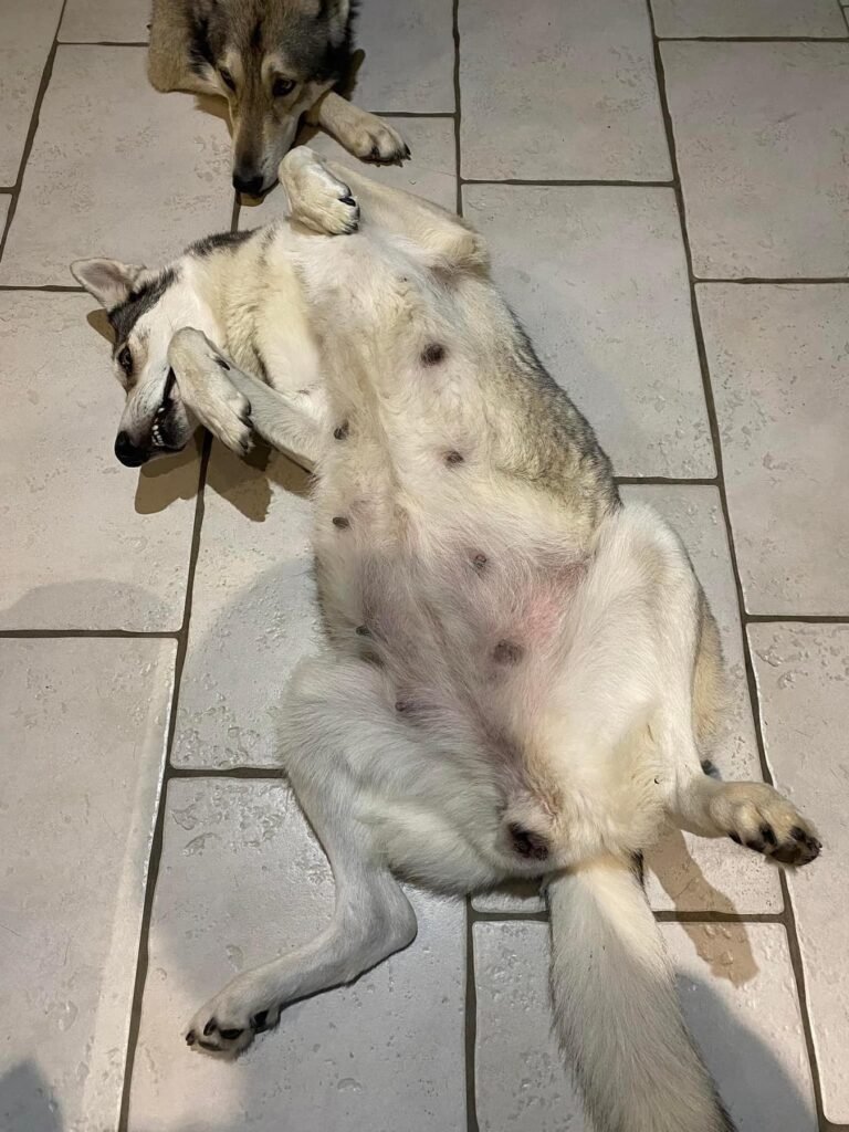 chienne chien-loup de saarloos gestante