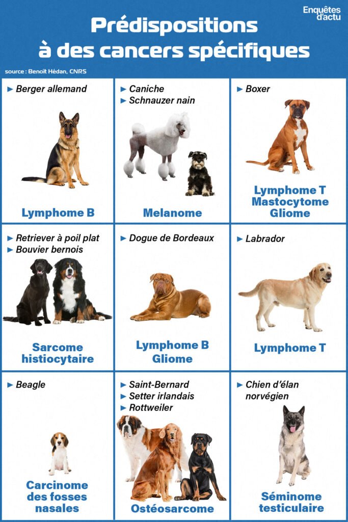 Prédispositions aux cancers chez les chiens de races