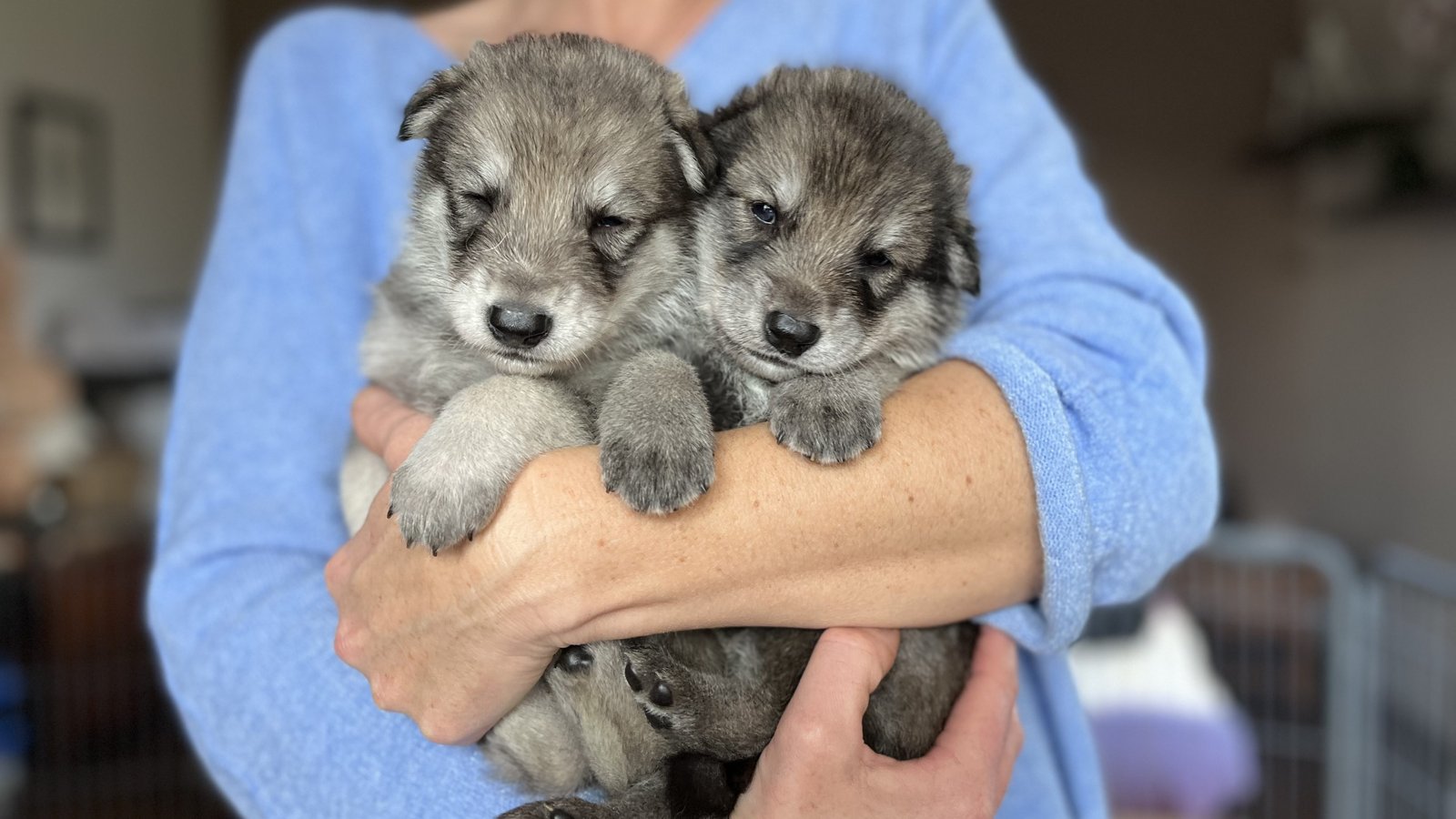 chiots chien-loup de saarloos