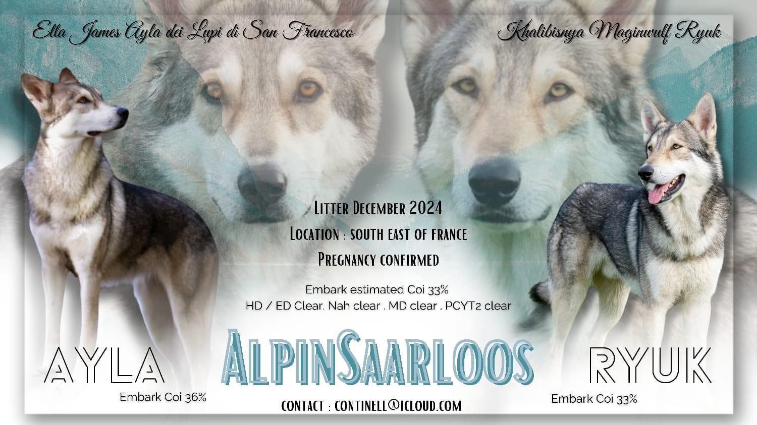 Portée 2024 – Saillie avec Khalibisnya Maginwulf Ryuk (Elevage AlpinSaarloos)