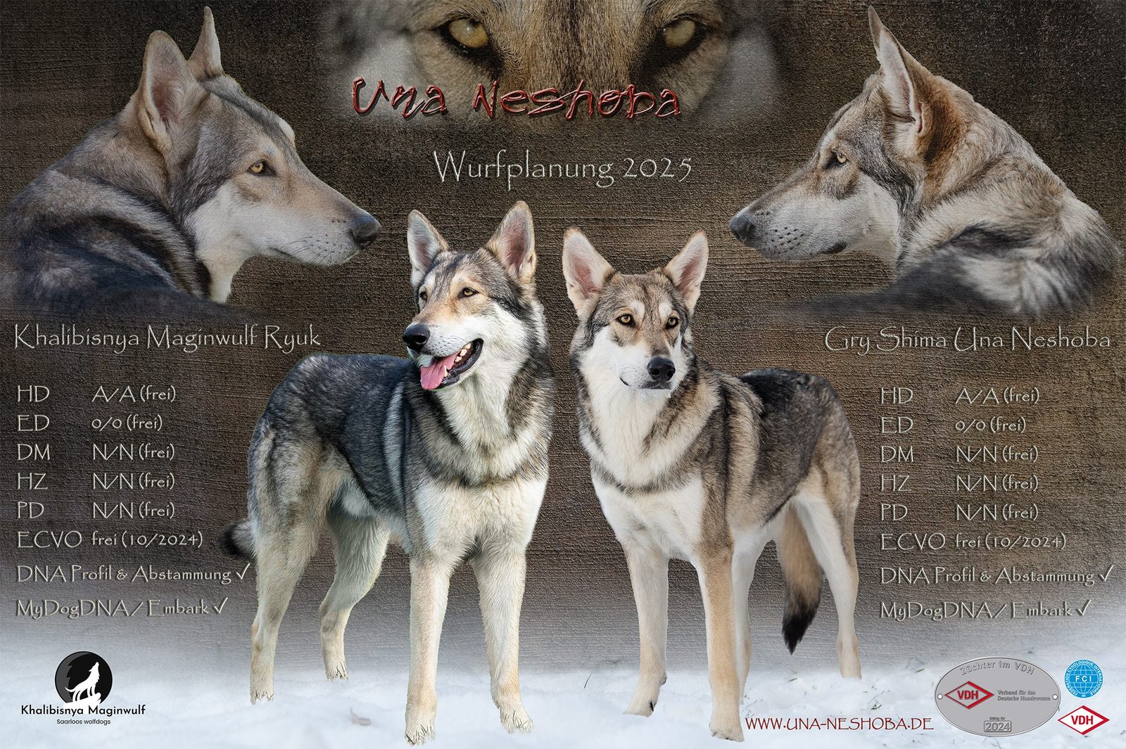 Portée 2025 – Saillie avec Khalibisnya Maginwulf Ryuk (Elevage Una Neshoba)