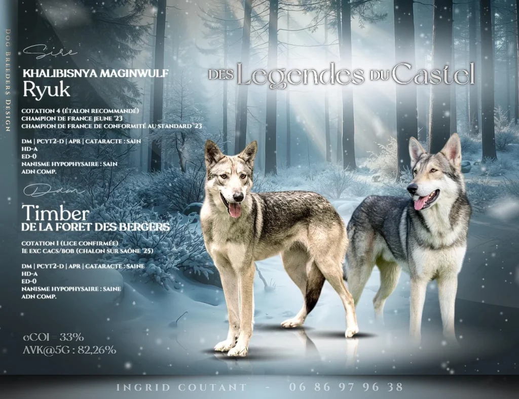 Annonce de saillie Ryuk x Timber - Portée chiens-loups de Saarloos