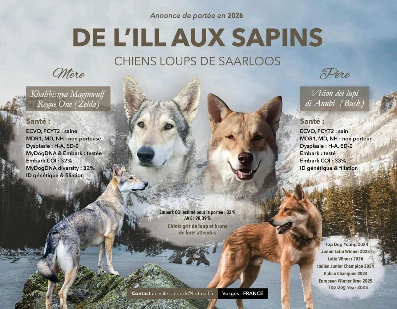Portée 2026 – Saillie avec Khalibisnya Maginwulf Rogue One (Elevage de L’Ill aux Sapins)