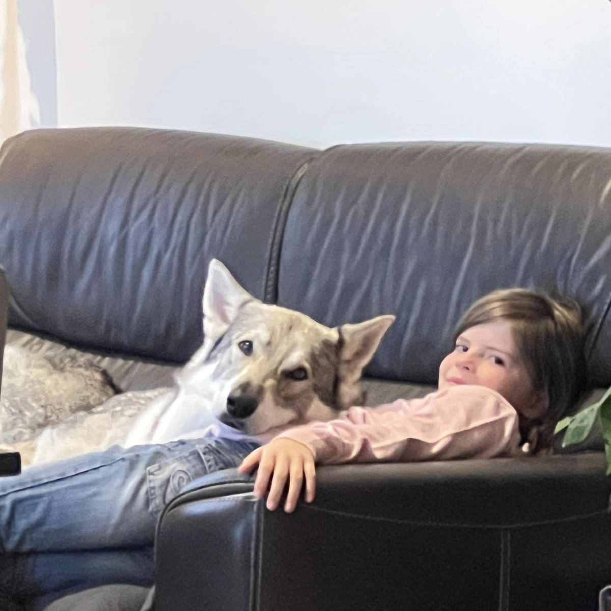 Une fillette allongée dans un canapé avec un chien-loup de saarloos couché sur elle