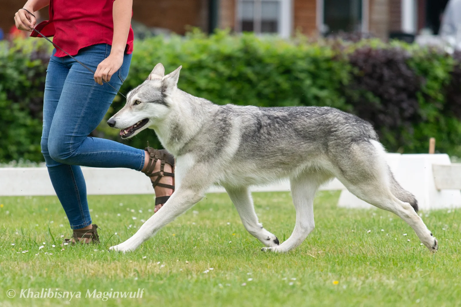 Chien-loup de saarloos aux allures vue de côté