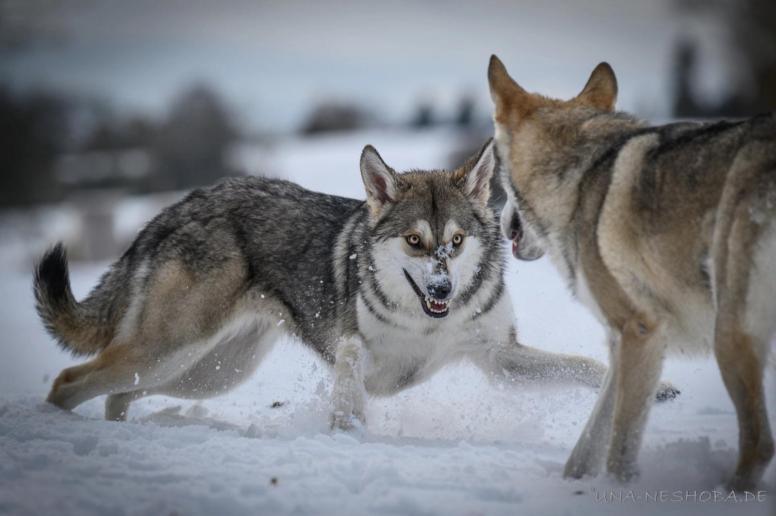 Chien-loup de saarloos qui joue dans la neige. Son expression fait penser à un loup