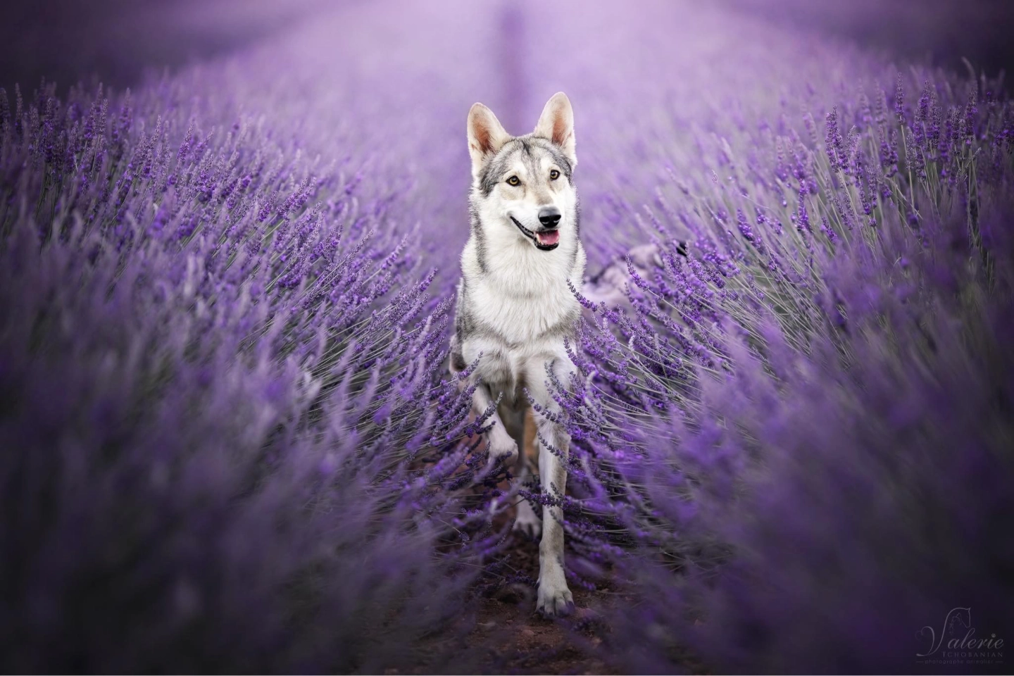 Chien-loup de saarloos dans un champ de lavande