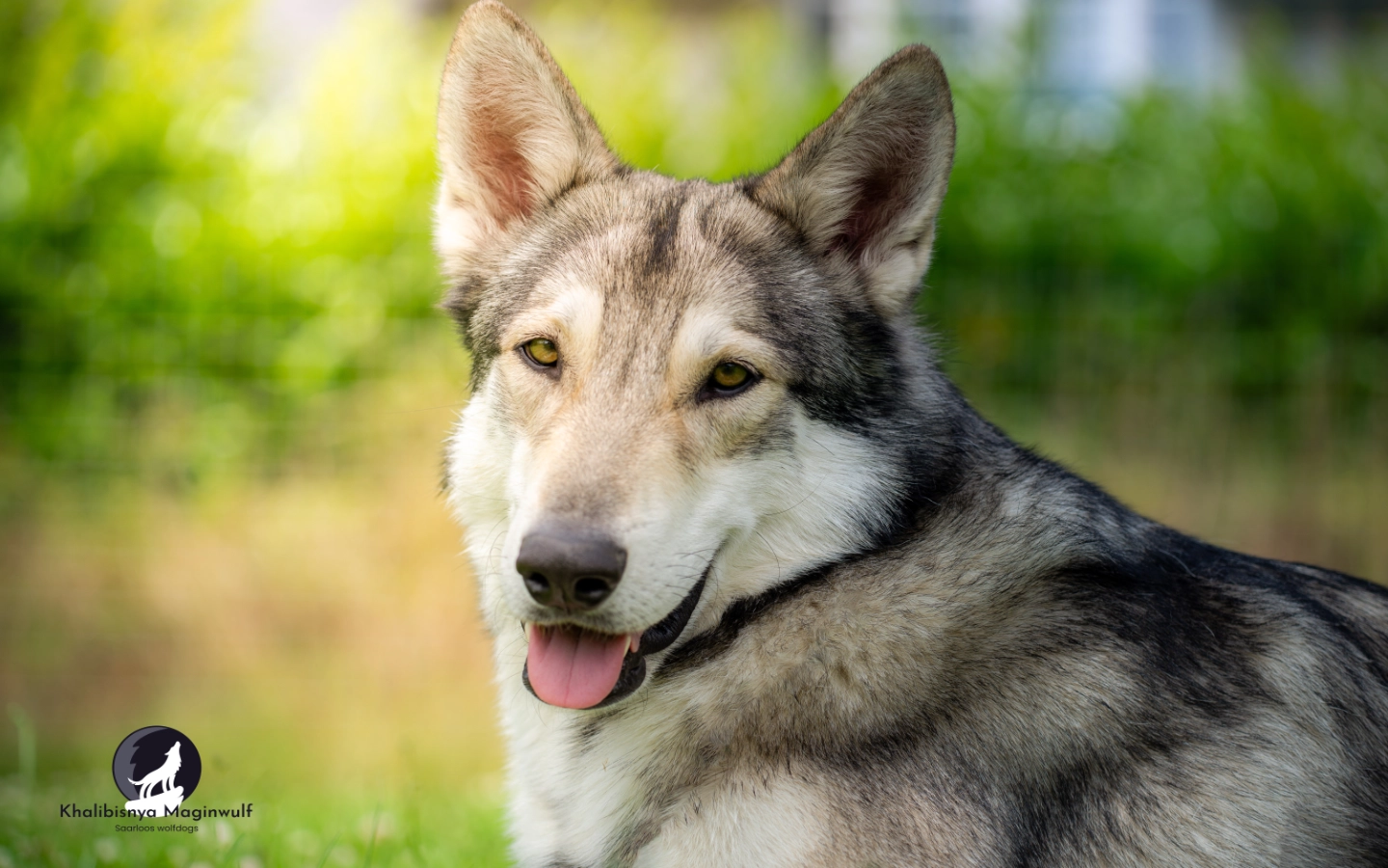 Portrait chien-loup de Saarloos