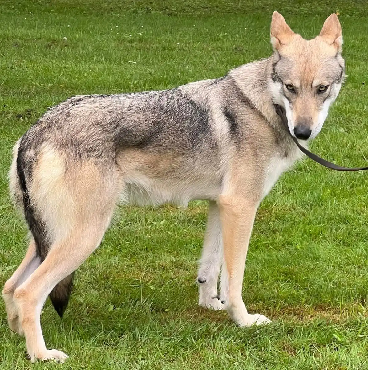 Chien-loup de saarloos debout qui regarde derrière lui