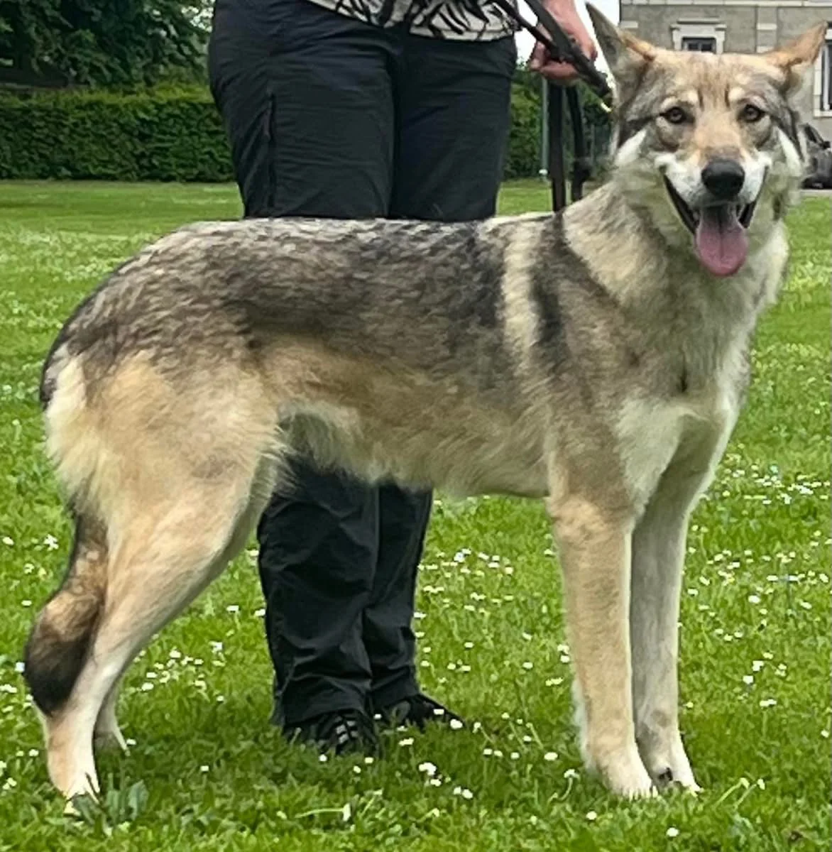 Chien-loup de saarloos qui se tient debout, vue de côté