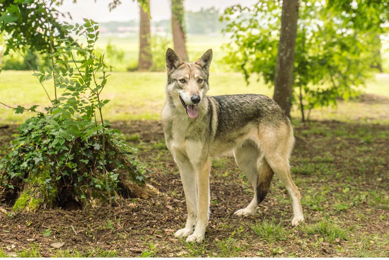 chien-loup de saarloos, une femelle très féminine et attentive dans l'expression