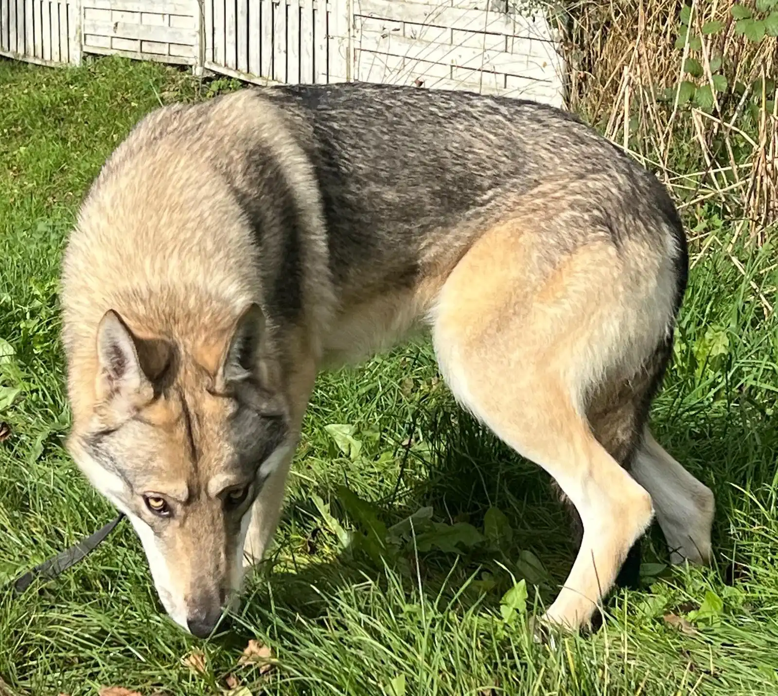 chien-loup de saarloos avec la tête en direction du sol, les yeux levés vers l'objectif qui donne l'impression d'un loup
