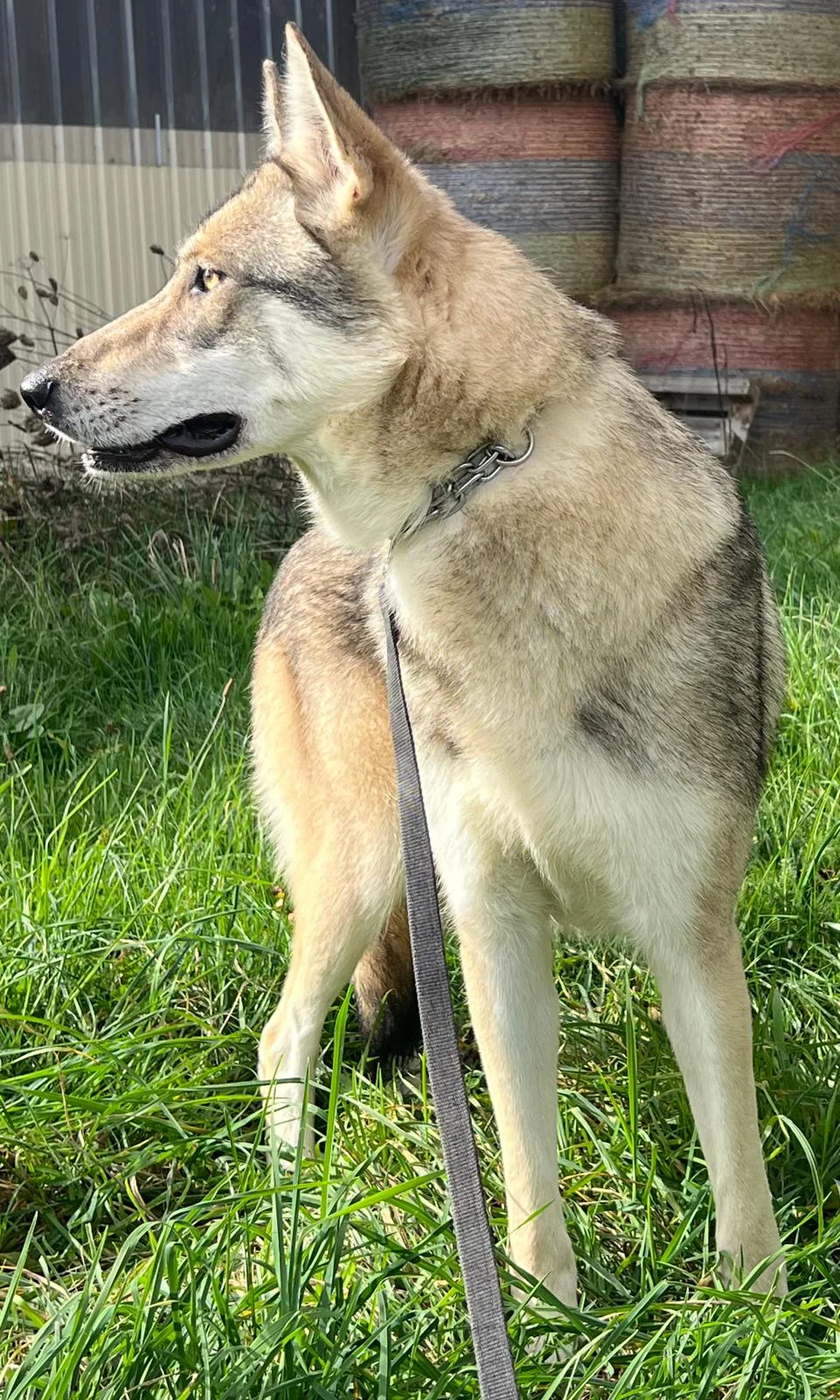 chien-loup de saarloos vue de face avec la tête qui regarde sur le côté montrant son profil de tête