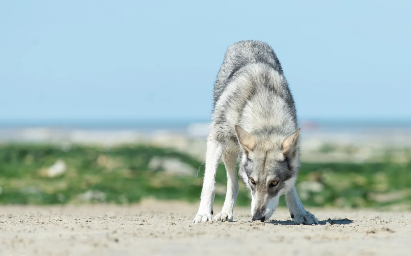 Chien-loup de saarloos sur la plage en position lupoïde