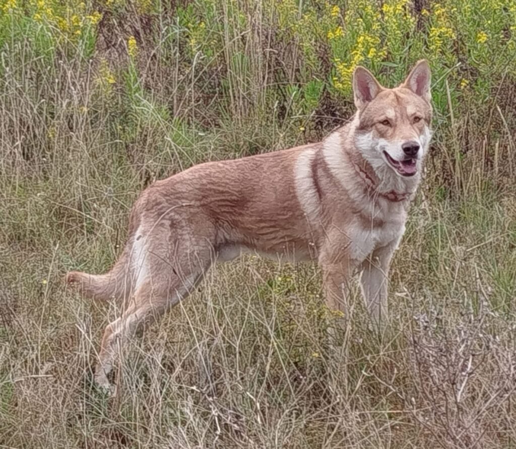 chien-loup de Saarloos brun de forêt