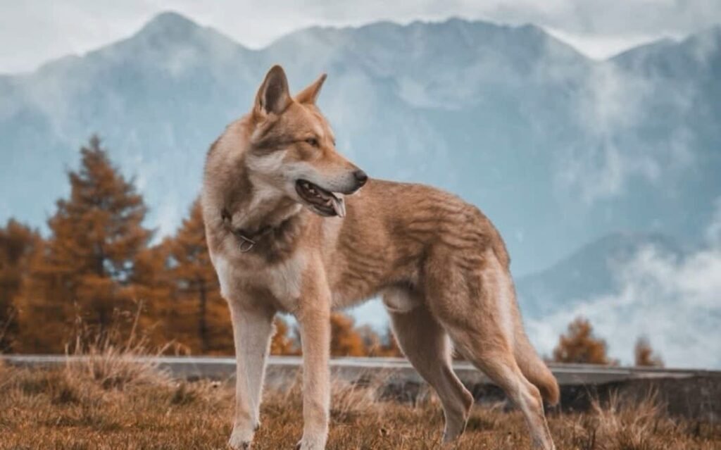 chien-loup de Saarloos devant paysage de montagne